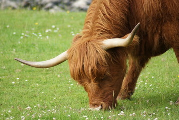 HIGHLAND CATTLE