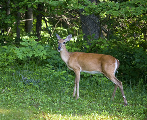 Fototapeta premium Summer doe