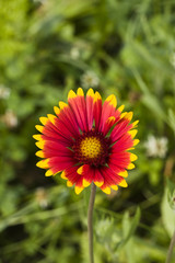 cone flower in green grass