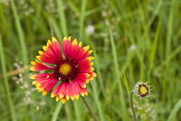 cone flower in green grass