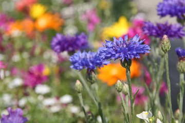 Meadow with corn flowers
