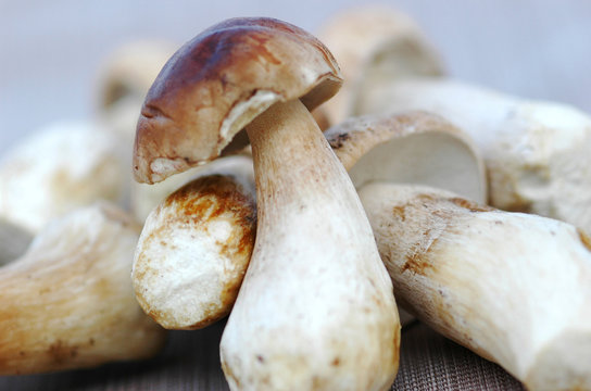 bolets