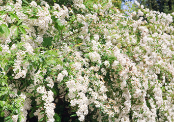 blossom bush