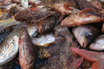 Étal de poissons de roche