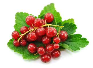 Reife Johannisbeeren