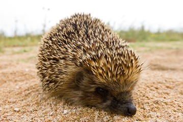 little hedgehog