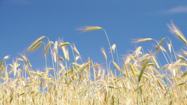 Ein Feld im Wind