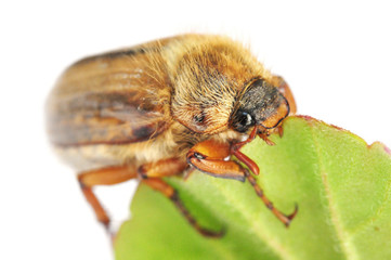Maikäfer auf einem Blatt