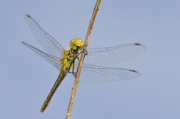 Libellule Orthérium réticulé