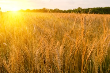 Naklejka premium wheat field in a rays of evening sun