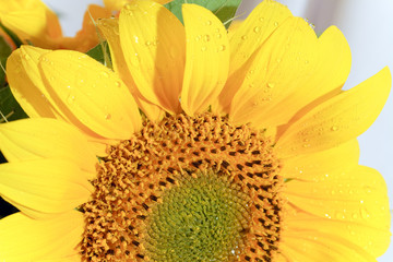 yellow sunflower fragment macro (background)