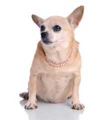 Small dog sitting, on white background.