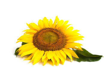 Fototapeta premium Sunflower flower