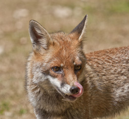 Fox - Vixen