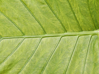 Green leaf
