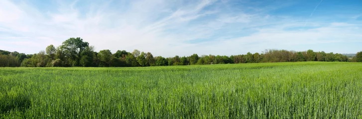 Acrylic prints Grass Green barley panoramic field