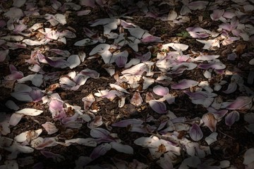 Dead magnolia flowers on the ground