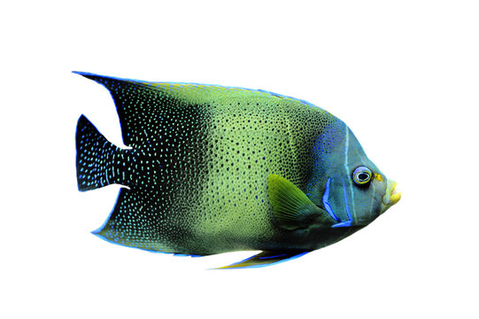 kaiserfisch