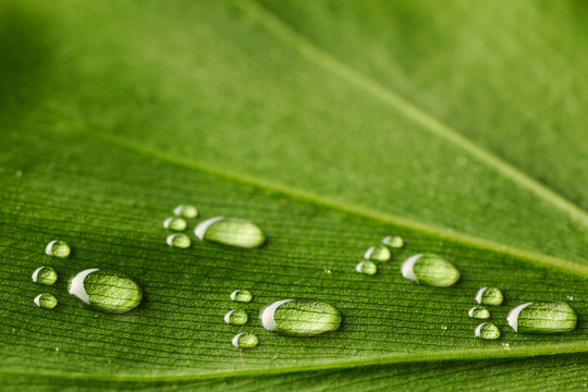 Water footprints on leaf