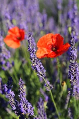 Fotobehang Lavendel lavande et coquelicot  © beatrice prève