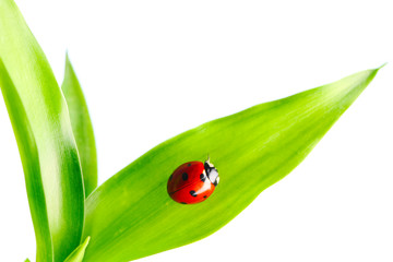 Ladybug