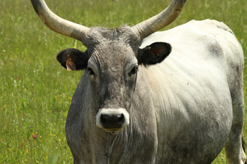 chianina cow, typical for Tuscany - 24033154