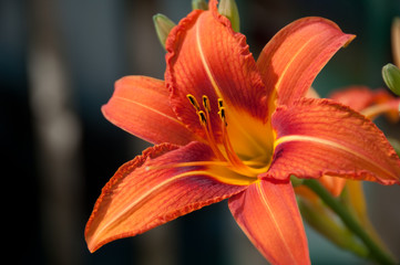 Tiger Lily in Full Bloom