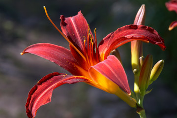 Red lily portrait