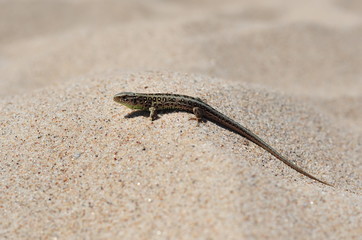 Lizard