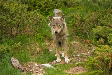 wolf in norway