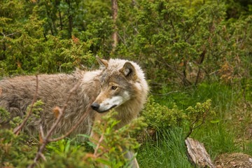wolf in norway