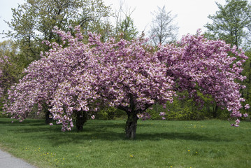 cherry blossom tree in full bloom