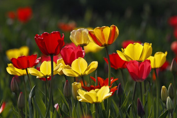 Tulpen-Mischung im Gegenlicht - Tulip mix in spring