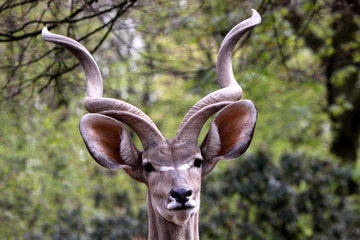 Großer Kudu (Bock)