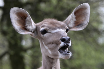 Obraz premium Großer Kudu (Kuh)