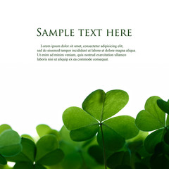 Green clover leafs border with space for text. - 24035141