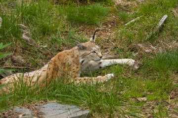 Lynx