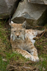 Lynx