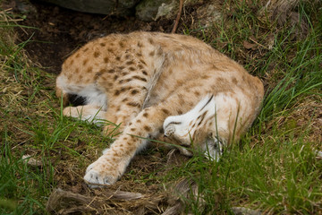 Lynx