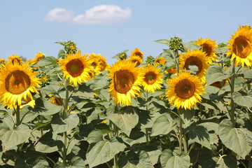 Champ de tournesols