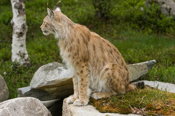Lynx