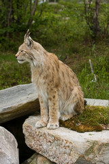 Lynx