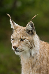 Lynx