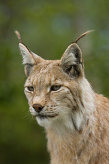 Lynx