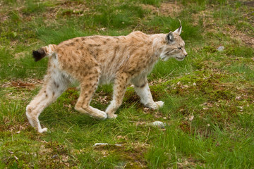 Lynx