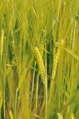 Wheat