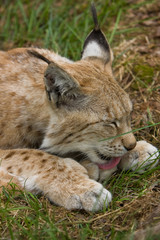Lynx