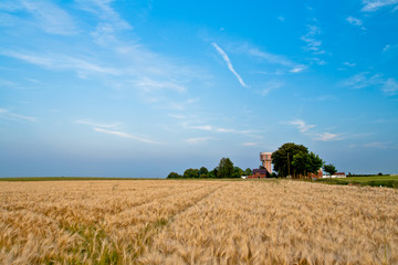 Landscape with malt field