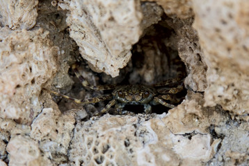crab on the rock