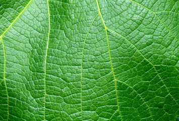 Green leaf texture